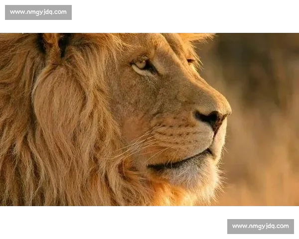 草原霸主对决狼群智慧与棕熊力量的生死较量全解析自然界真实战术博弈